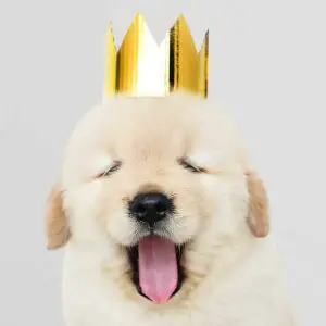 dog king
