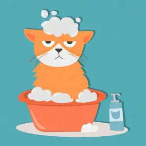 bathe cat