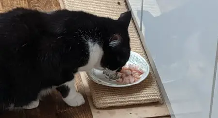 archie cat eating prawns