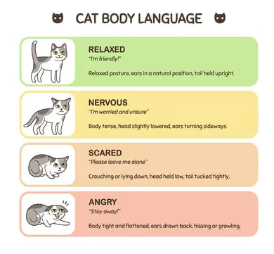 cat body language