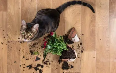 cat breaking plant pot