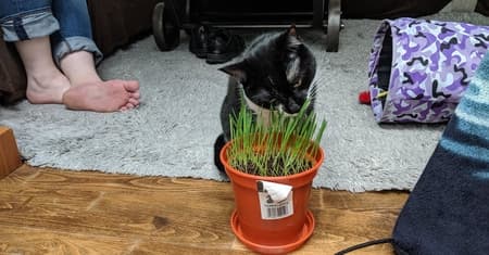 cat eating grass