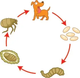 cycle of dog fleas